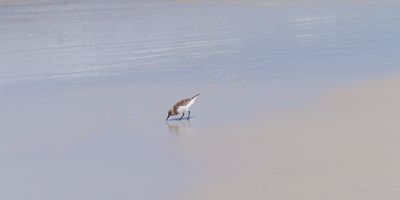 Cape San Blas Beach Bird