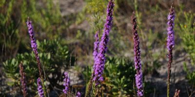 Fall Flowers on The Forgotten Coast