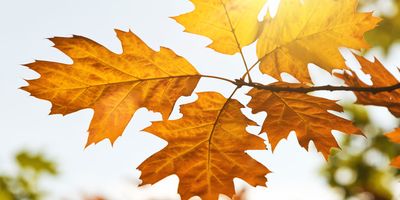 Autumn leaves