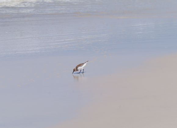 Cape San Blas Beach Bird