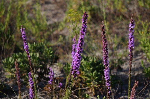 Fall Flowers on The Forgotten Coast