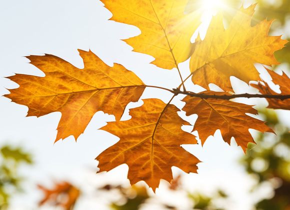 Autumn leaves