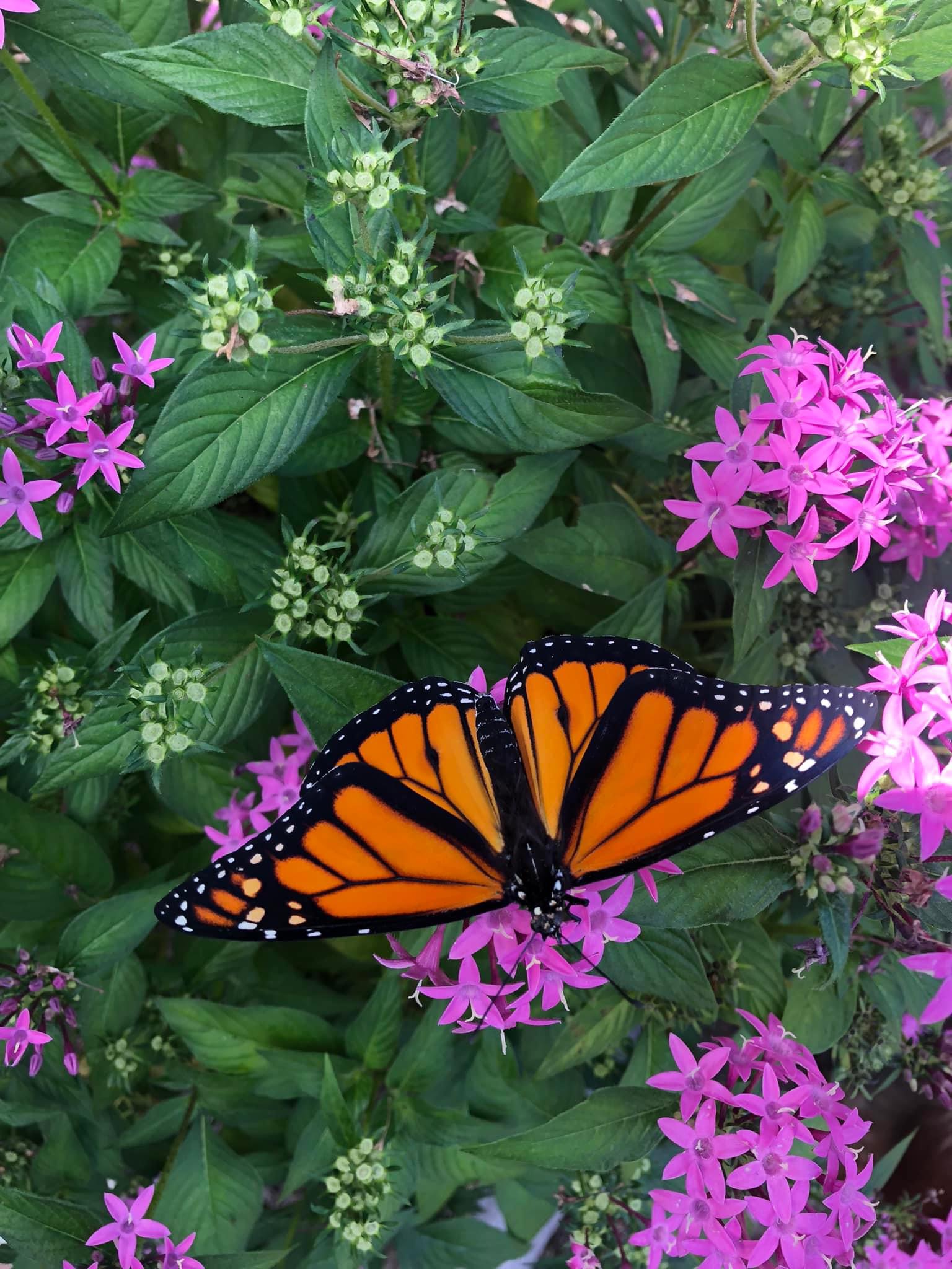 Monarch butterfly illustration promoting Port St. Joe Garden Club event, Port St Joe, Florida, Monarch Butterfly Migration