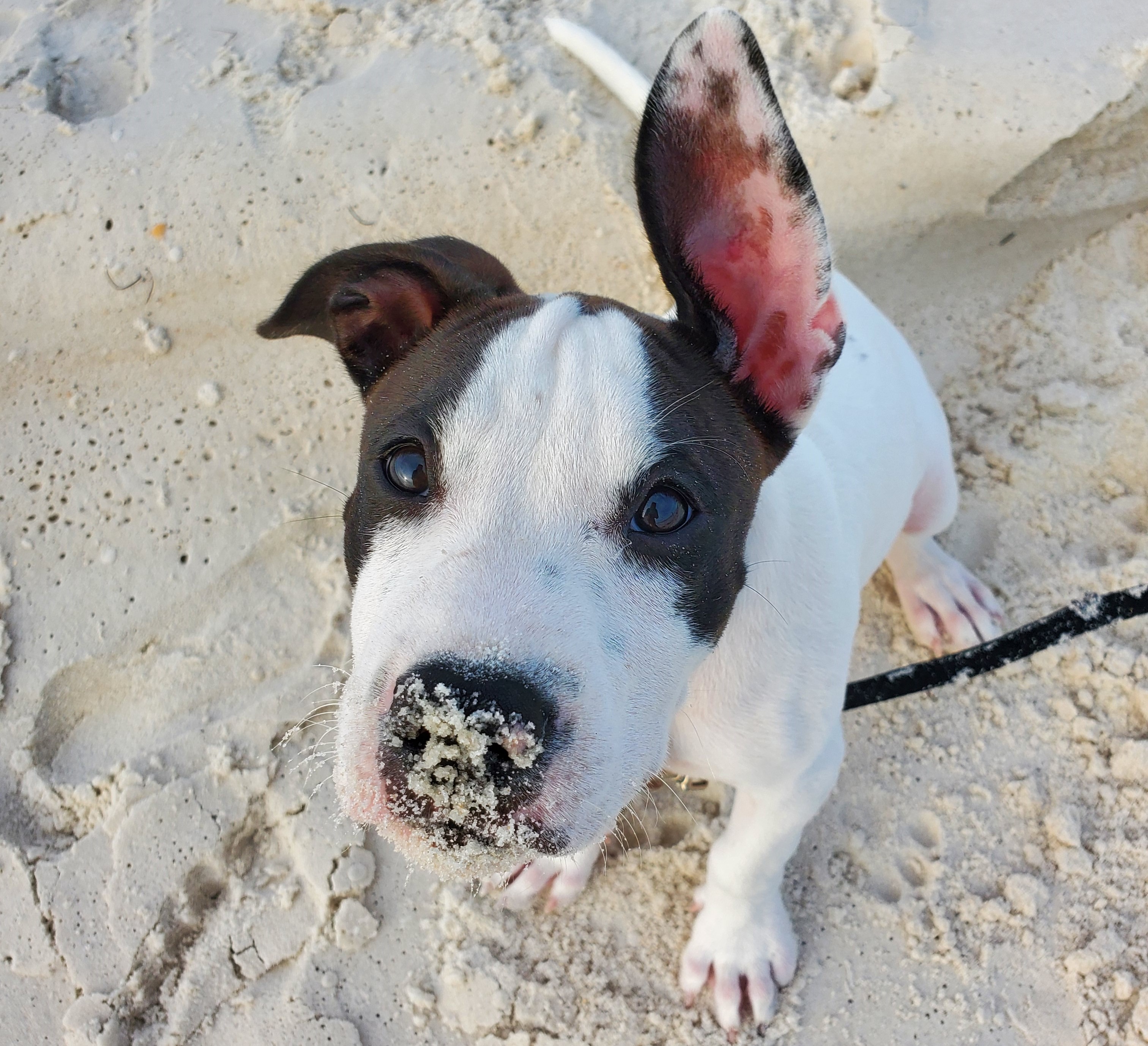 Dog on Cape San Blas