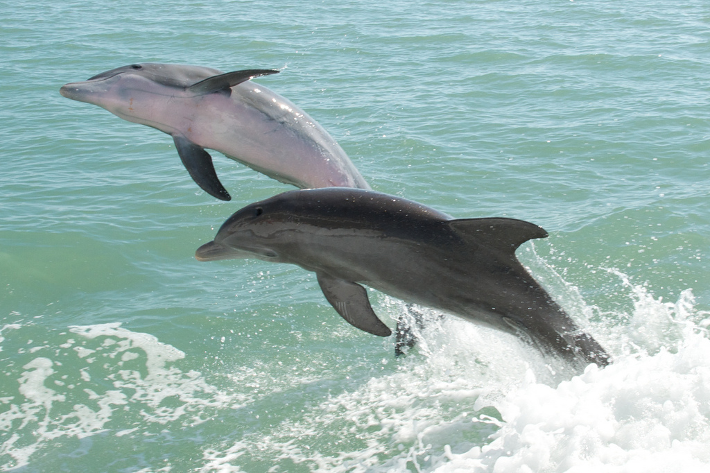 Dolphins on Cape San Blas
